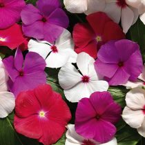 Катарантус «Кора Каскейд XDR» (Catharanthus roseus ‘Cora Cascade XDR’)