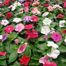 Катарантус «Титан» (Catharanthus roseus ‘Titan’)