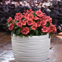 Катарантус «Тату» (Catharanthus roseus ‘Tattoo’)