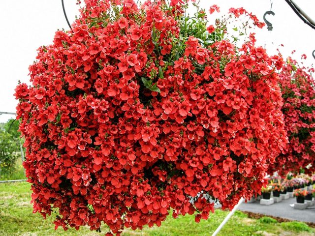 Диасция «Дарла» (Diascia barberae ‘Darla’)
