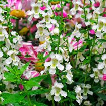 Ангелония «Серена» (Angelonia angustifolia ‘Serena’)
