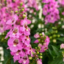 Ангелония «Архангел» (Angelonia angustifolia ‘Archangel’)