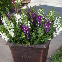 Ангелония «Алония» (Angelonia angustifolia ‘Alonia’)