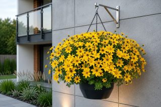 Биденс «Сан Дроп» (Bidens ferulifolia ‘Sun Drop’)