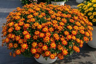 Биденс «Биданс» (Bidens ferulifolia ‘Beedance’)