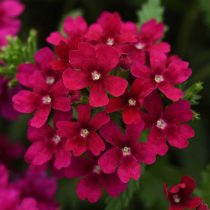«Кварц» (Verbena ‘Quartz’)