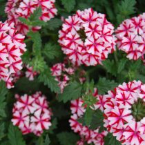 «Ланай» (Verbena ‘Lanai’)