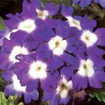 «Обсешн» (Verbena ‘Obsession’)