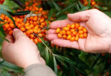 7 ягодных культур для полезного и целительного сада