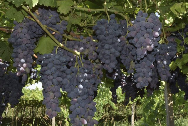 Виноград обыкновенный, Vitis vinifera