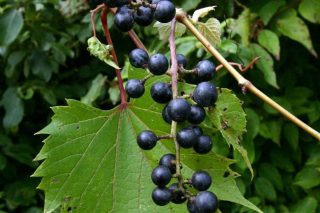 Североамериканский лисий виноград (Vitis labrusca)