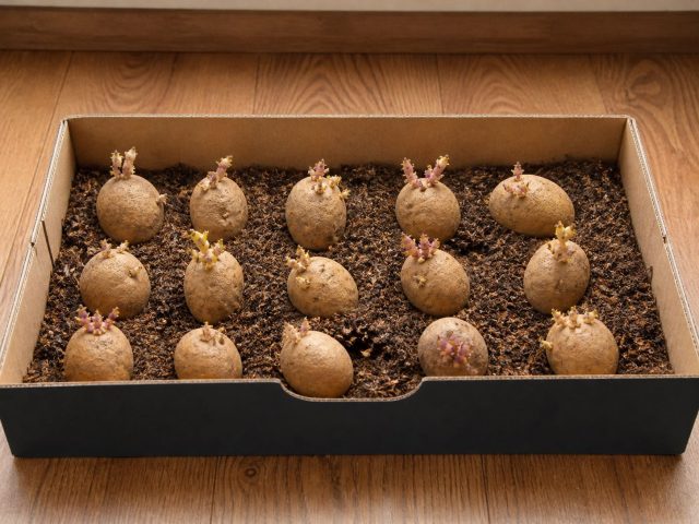 Семенной картофель с крепкими ростками, разложенный в один слой в картонной коробке из-под обуви с тонким слоем субстрата для проращивания