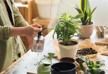 Как не пересаживать цветы каждые полгода: секрет здорового грунта