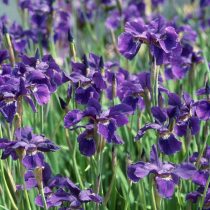 «Цезарс Бразер» (Iris sibirica ‘Caesar’s Brother’)