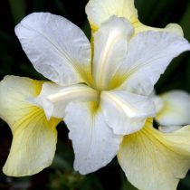 «Баттер энд Шугар» (Iris sibirica ‘Butter and Sugar’)