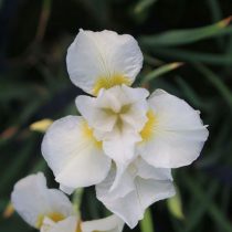«Сноу Куин» (Iris sibirica ‘Snow Queen’)