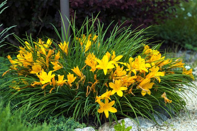 Лилейники (Hemerocallis) в этом смысле почти идеальны