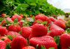 Клубничный марафон — как получить щедрый урожай земляники садовой