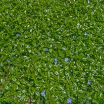 Барвинок малый (Vinca minor)