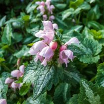 Яснотка пятнистая (Lamium maculatum)