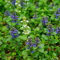 Живучка ползучая (Ajuga reptans)
