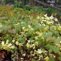 Горянка (Epimedium)