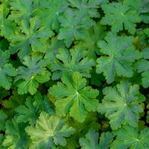 Герань крупнокорневищная (Geranium macrorrhizum)