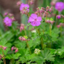 Герань кембриджская (Geranium × cantabrigiense)