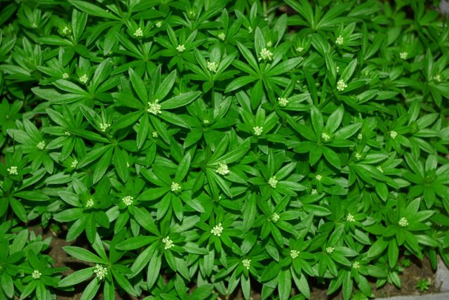 Подмаренник душистый (Galium odoratum)