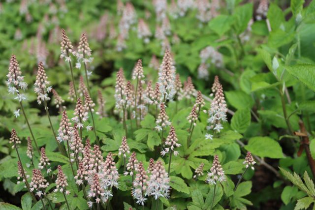 Тиареллу сердцелистную (Tiarella cordifolia)