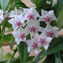 Хойя белла (Hoya lanceolata subsp. bella) 