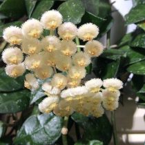 Хойя лакуноза (Hoya lacunosa)