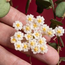 Хойя кроньяна (Hoya krohniana)
