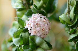 Хойя карноза «Компакта» (Hoya carnosa ‘Compacta’)