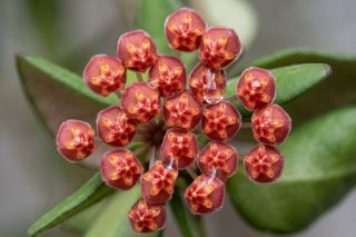 Хойя «DS-70» (Hoya sp. aff. burtoniae ‘DS-70’)