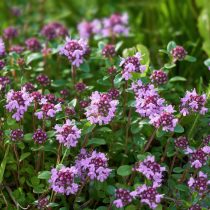 Тимьян ползучий (Thymus serpyllum)