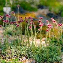 Кошачья лапка двудомная (Antennaria dioica)
