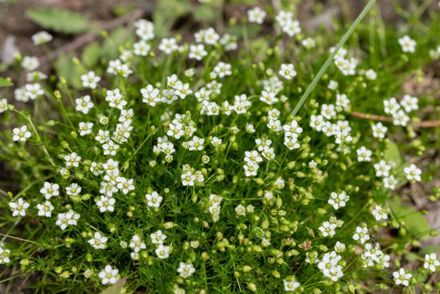 Мшанка шиловидная (Sagina subulata)
