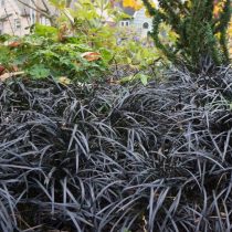 Офиопогон (Ophiopogon) Niger