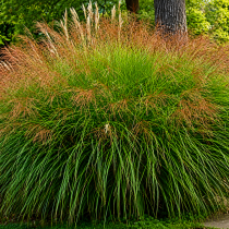 Мискантус (Miscanthus) Little Miss