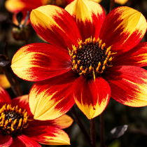 Темнолистные мини-георгины Dahlegria Bicolor