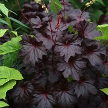 «Блэк Си» (Heuchera ‘Black Sea’)