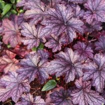 «Блэкберри Джем» (Heuchera ‘Blackberry Jam’)