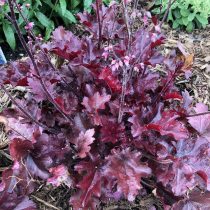 «Черри Трафлс» (Heuchera ‘Cherry Truffles’)