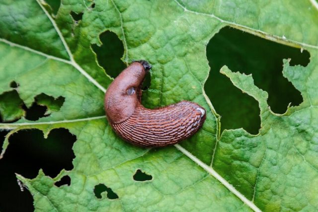 Лист пораженный слизнем Лист пораженный слизнем