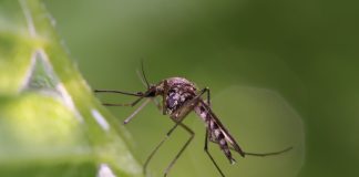 Почему на участке много комаров и как от них избавиться?