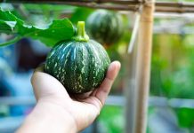 10 самых вкусных сортов мелкоплодных тыкв для дачи Почему стоит посадить маленькие тыквы: 10 удачных сортов для дачи