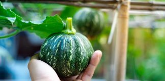 10 самых вкусных сортов мелкоплодных тыкв для дачи - Лучшее Почему стоит посадить маленькие тыквы: 10 удачных сортов для дачи