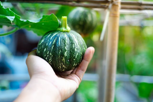 10 самых вкусных сортов мелкоплодных тыкв для дачи