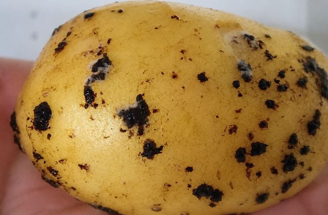 Чёрная парша выглядит как прилипшие к кожуре кусочки сухой земли, но это склероции гриба. Они не смываются водой и сохраняют инфекцию на семенном картофеле до посадки.